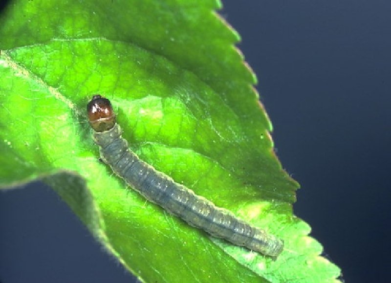 Meyve Ağaçlarında Yaprak Büken Zararlısı