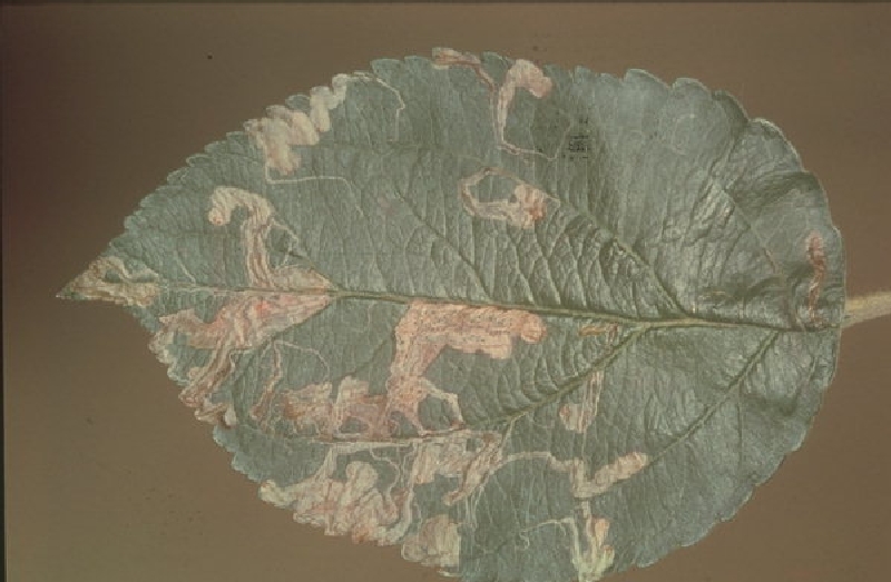 Yaprak Galeri Güvesi