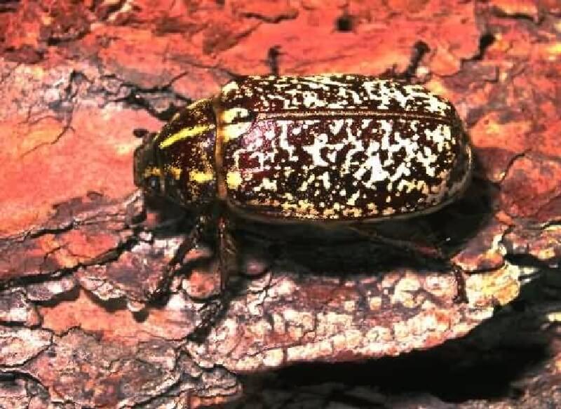 Haziran Böceği Nedir? Zararları Ve Mücadele Yöntemleri