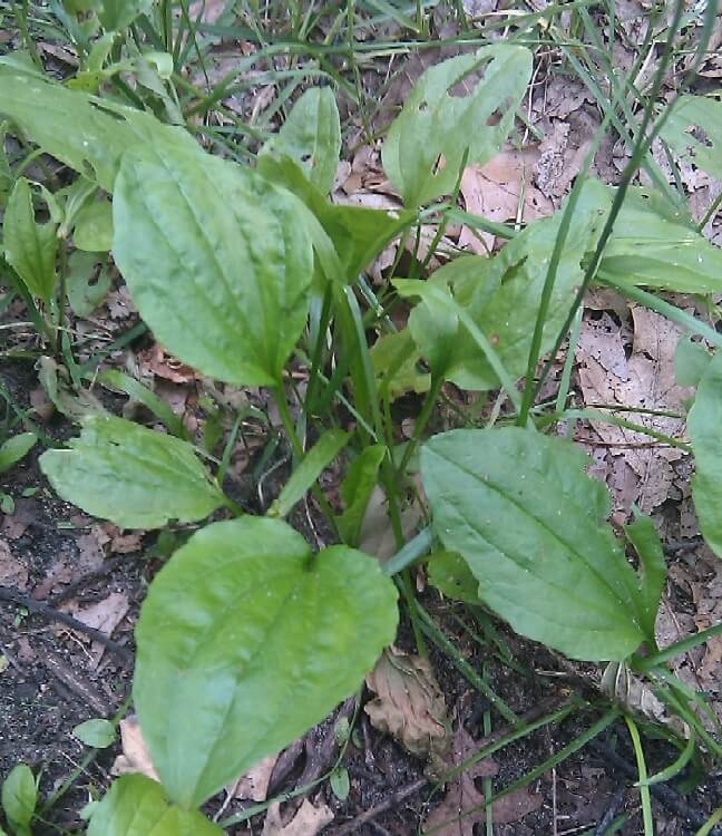 Sinir Otu Nedir? Sinir Otu