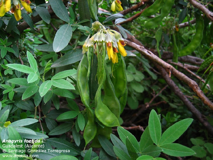 Katır Kuyruğu Nedir? Katır Kuyruğu Nedir?