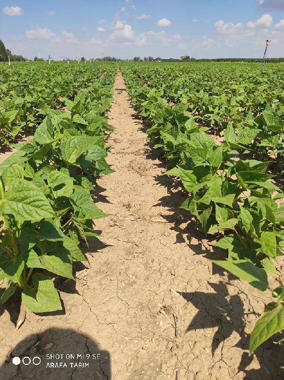 Fasulye Yetiştirme Teknikleri Nelerdir? Fasulye Yetiştirme Teknikleri Nelerdir?