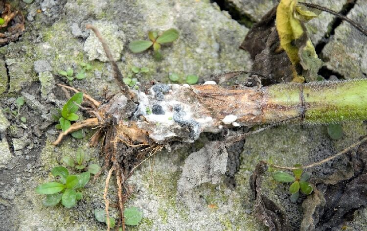 Ayçiçeğinde Beyaz Çürüklük Hastalığı