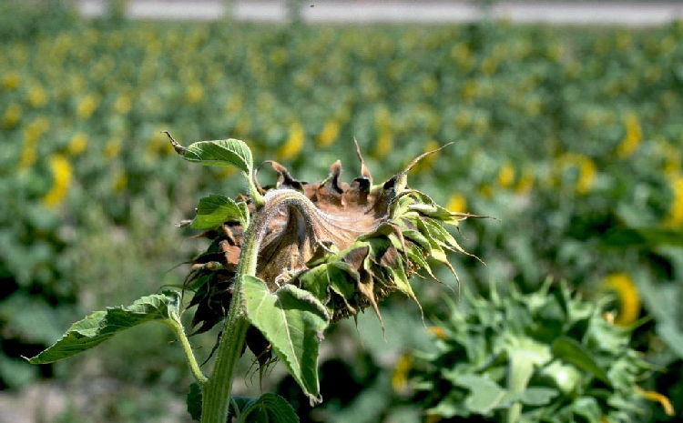 Ayçiçeğinde Beyaz Çürüklük Hastalığı