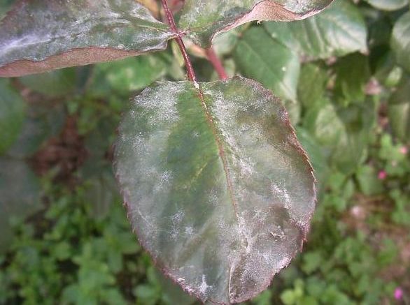 Güllerde Külleme Hastalığı