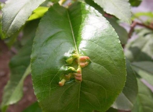 Şeftali Yaprak Kıvırcıklığı Hastalığı (Taphrina Deformans)