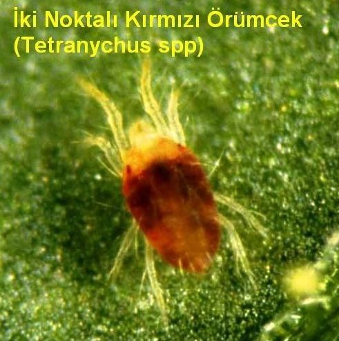 Kırmızı Örümcekler (Akarlar)