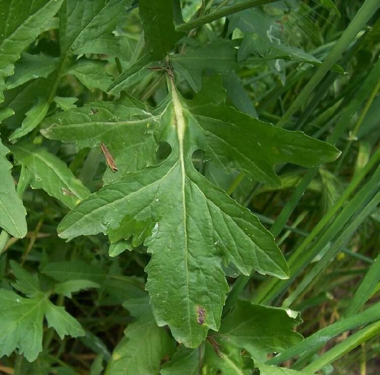 Bülbül Otu Nedir? Bülbül otu