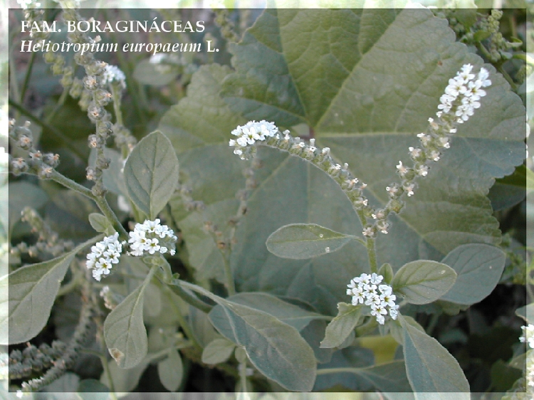 Bambulotu (Bozot) Otu