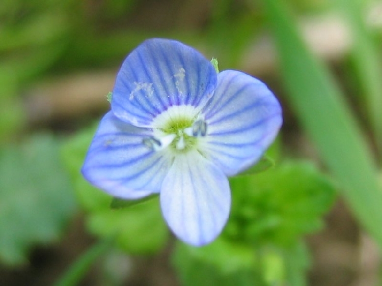 Adi Yavşan Otu Nedir? Adi Yavşan Otu