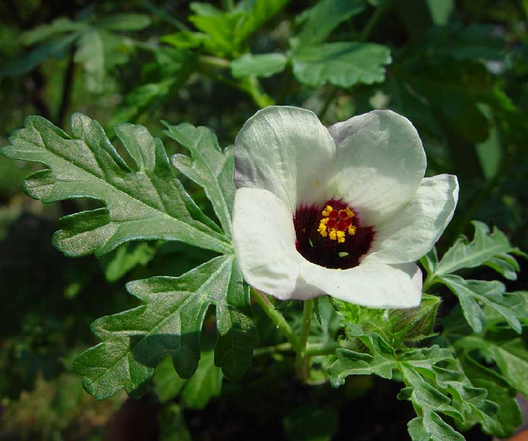 Yabani Bamya Otu Nedir? Yabani Bamya