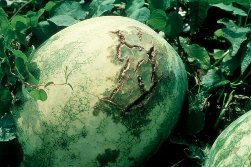 Bakteriyel Meyve Lekesi Hastalığı