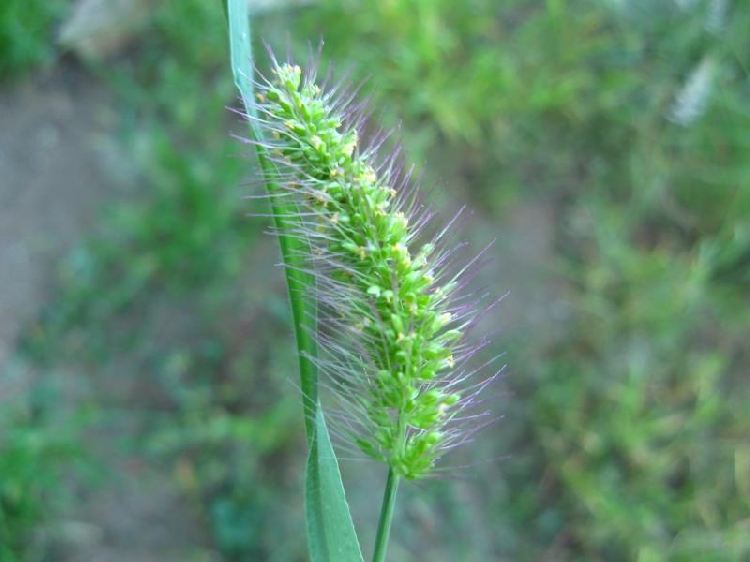 Kirpi Darı - Yapışkan Otu Nedir?