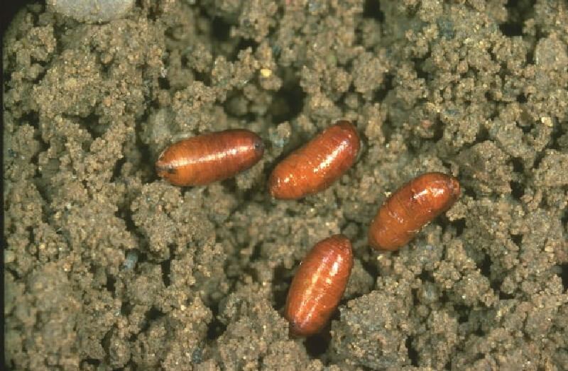 Akdeniz Meyve Sineği Pupa