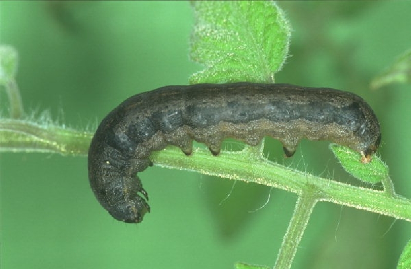 Pamuk Çizgili Yaprak Kurdu Nedir? Zararları Ve Mücadele Yöntemleri