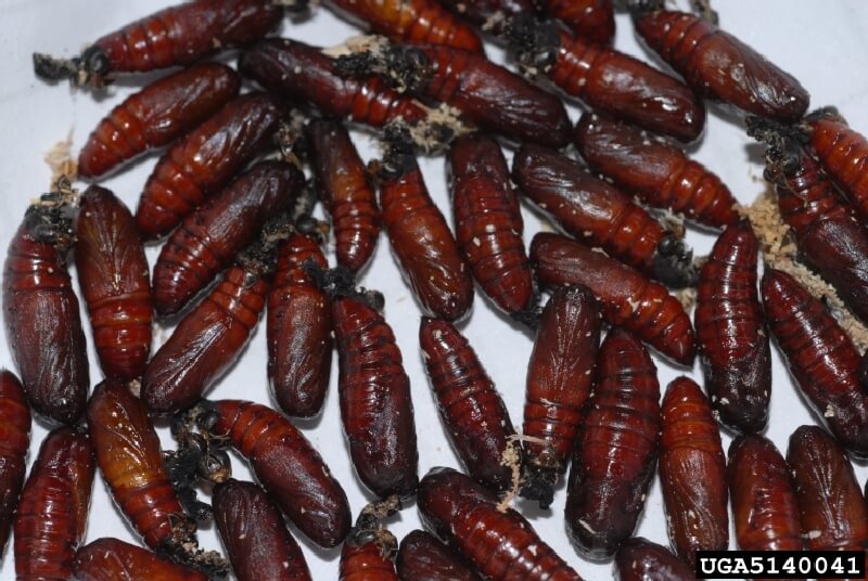 Pamuk Çizgili Yaprak Kurdu Nedir? Zararları Ve Mücadele Yöntemleri