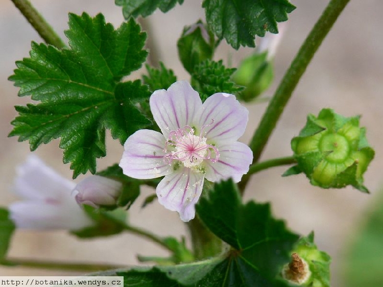 Ebegümeci Otu Nedir?