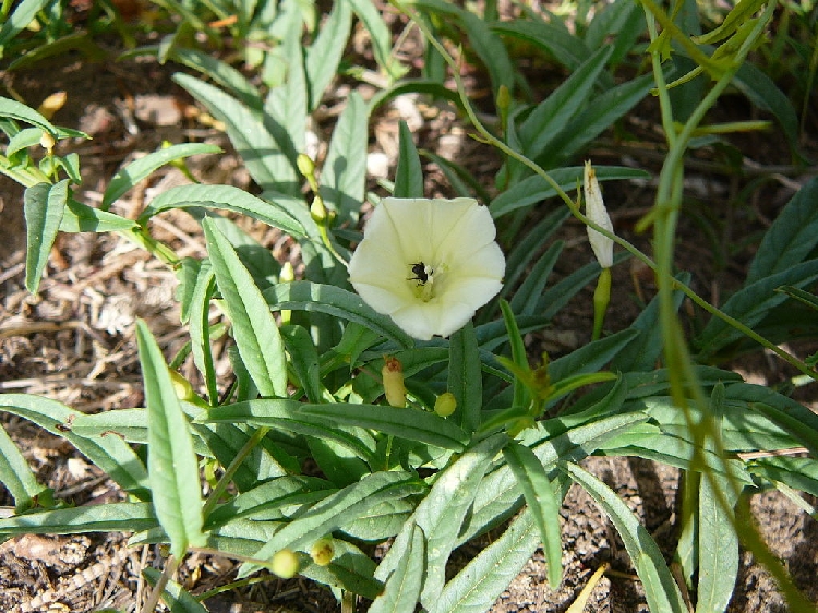 Gece Sefası (Akşam Sefası)