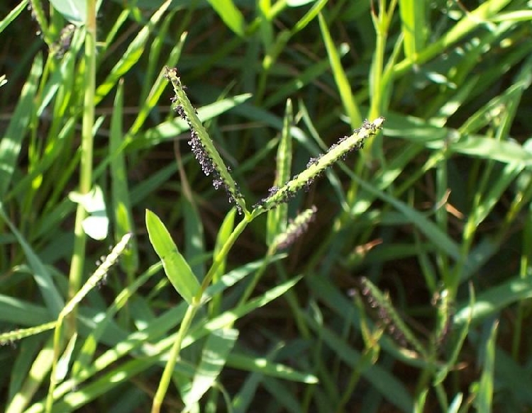 Su Ayrığı Otu Nedir? Su Ayrığı