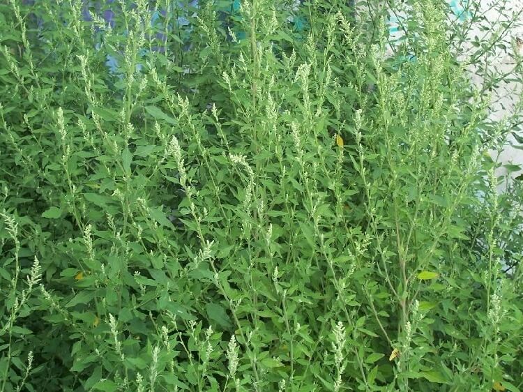 Kazayağı Otu Nedir?