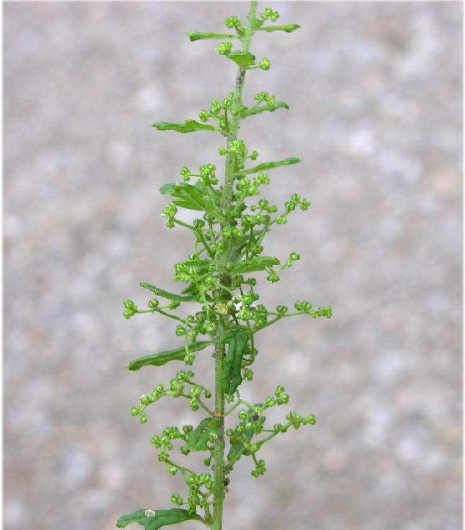 Kazayağı Otu Nedir?