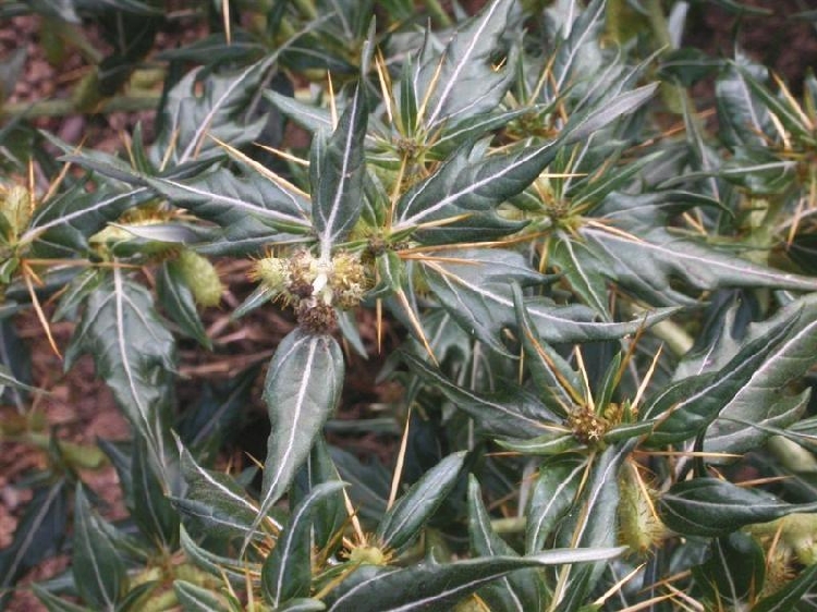 Zincir Pıtrağı Otu Nedir? Zincir Pıtrağı