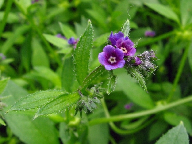 Yatık Boya Kökü Otu Nedir? Yatık Boya Kökü