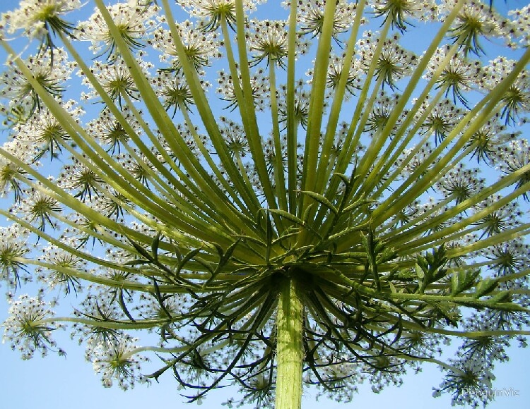 Yabani Havuç Otu Nedir? Yabani Havuç