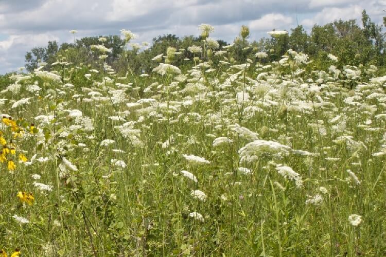 Yabani Havuç Otu Nedir? Yabani Havuç