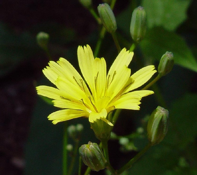 Tavşan Salatası Otu Nedir?