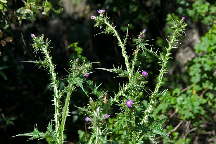 Saka Dikeni Otu Nedir? Saka Dikeni