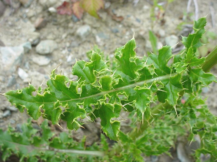 Köygöçerten Otu Nedir?