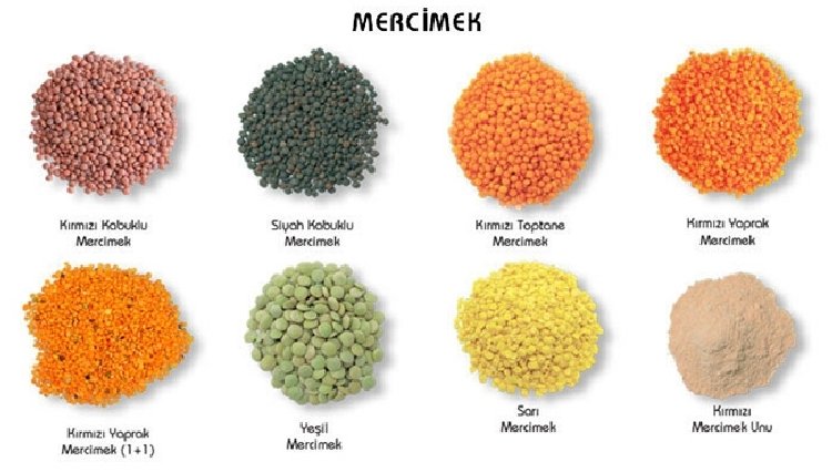 Kara Mercimek Tarımı Nasıl Yapılır? Karamercimek ile ilgili görsel sonucu