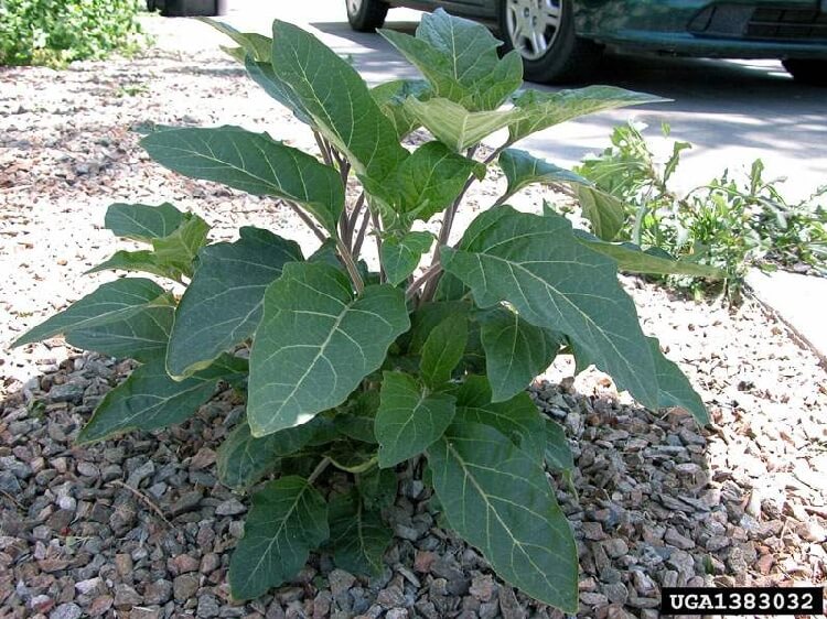 Şeytan Elması (Tatula)