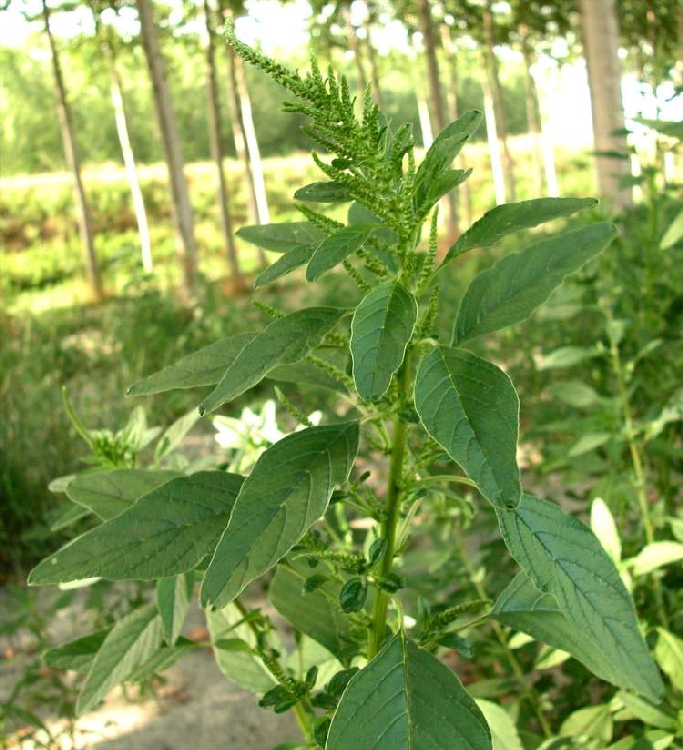 Meleze Horoz İbiği Otu Nedir? Meleze horoz ibiği