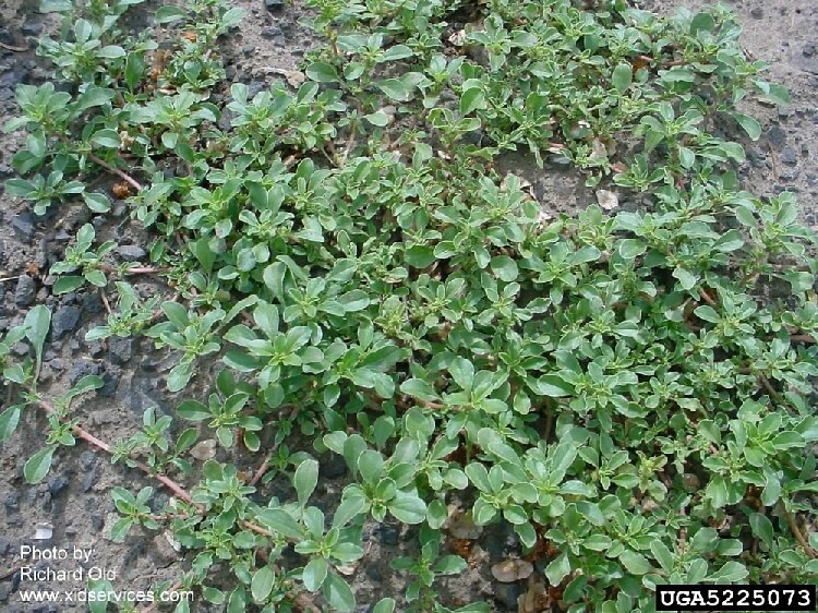 Sürünücü Horoz İbiği Otu Nedir? Sürünücü horoz ibiği