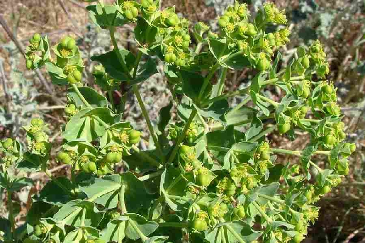 Sütleğen Otu Nedir? Sütleğen