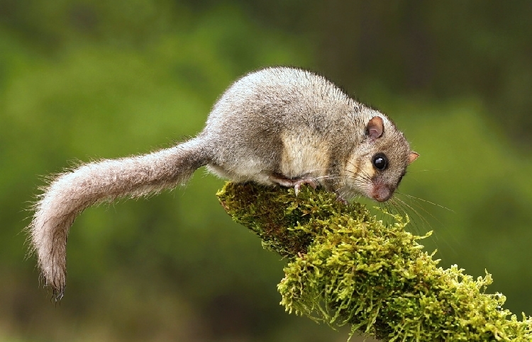 Yediuyur Zararlısı