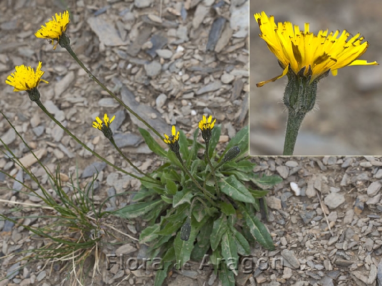 Killi Hindiba Otu Nedir?