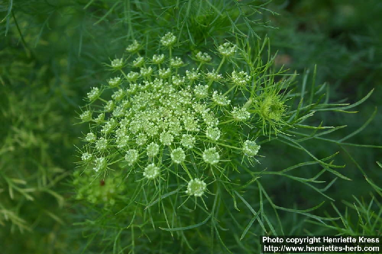 Kürdan Otu Nedir? Kürdan Otu