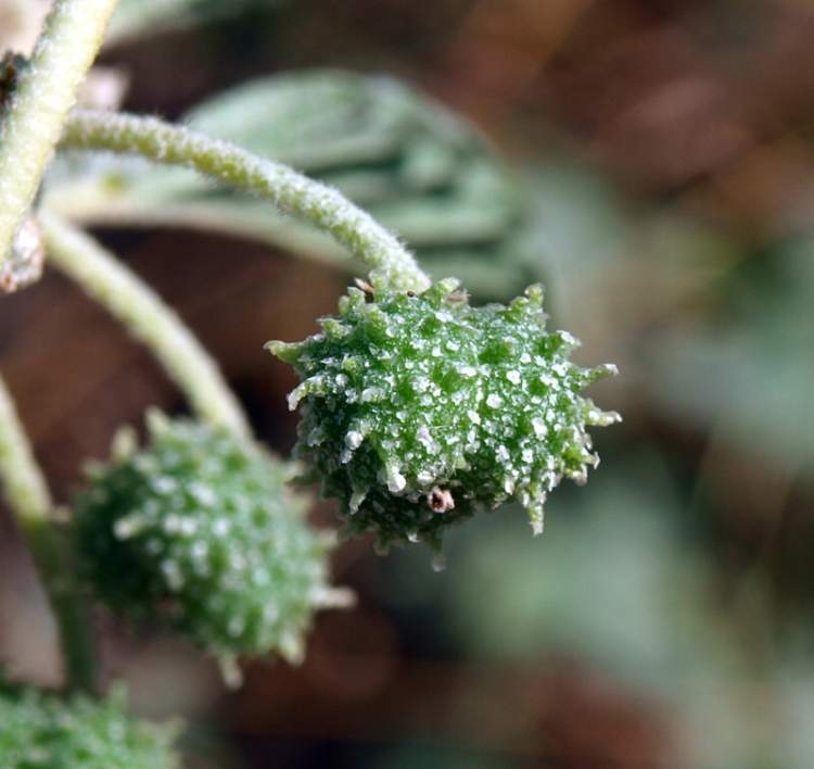 Bambul Otu Nedir? Bambul Otu Nedir?