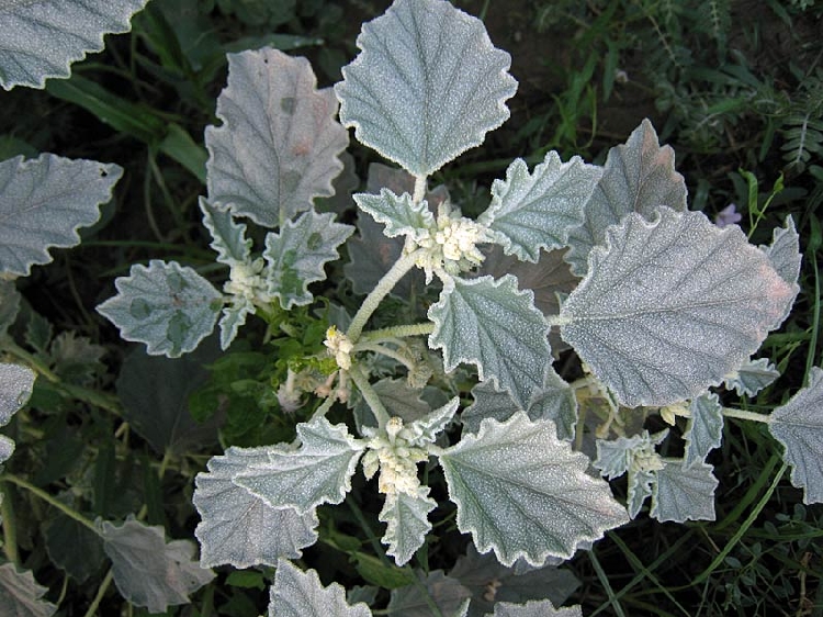 Bambul Otu Nedir? Bambul Otu Nedir?