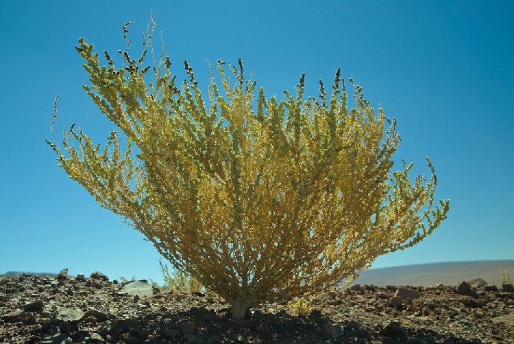 Kara Pazı Otu Nedir? Kara Pazı Otu Nedir?