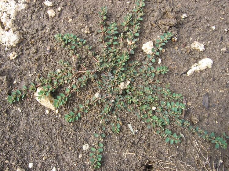 Hanım Döşeği (Sütleğen) Otu Nedir?