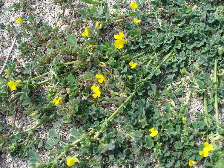 Yabani Yonca Otu Nedir? Yabani Yonca