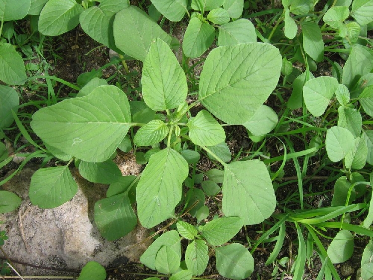 Yeşil Horoz İbiği