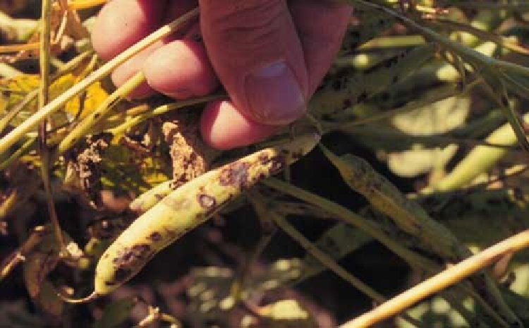 Fasulye Antraknozu Hastalığı