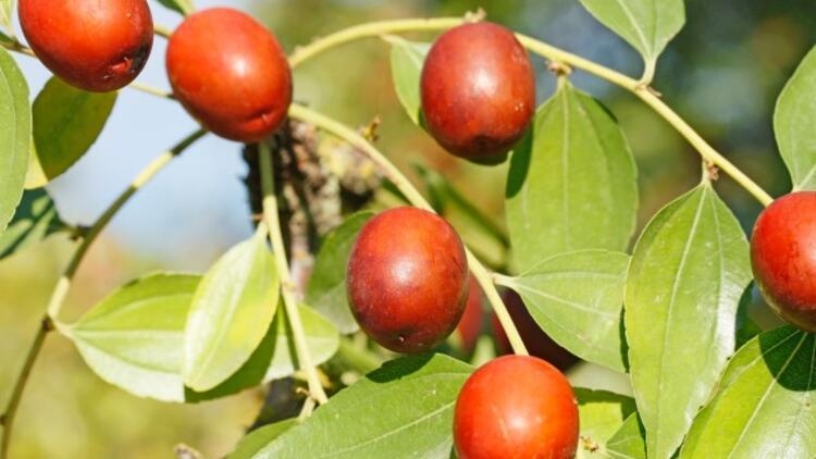 Hünnap Meyvesi Faydaları