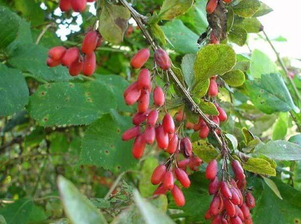 Amberbaris Faydası ve Zararı