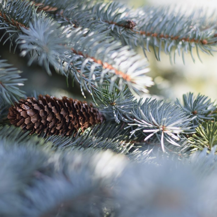 Ladin Nedir, Nasıl Yetiştirilir?